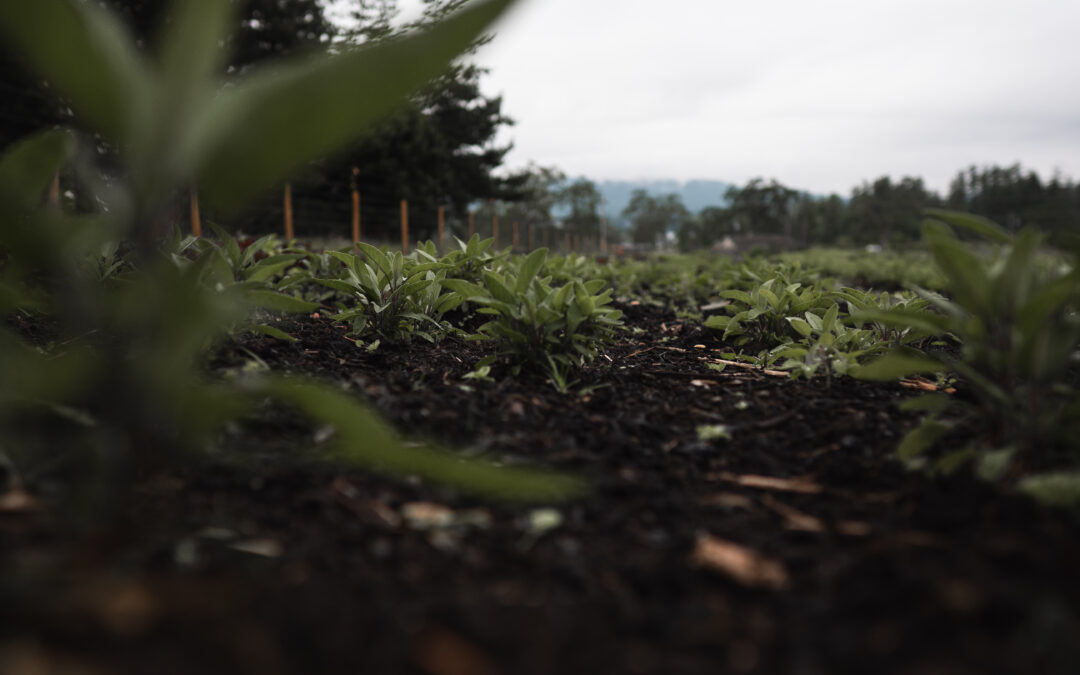 The Benefits of Using Organic Amendments to Improve Soil Health