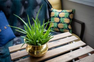 the best plants for indoor gardening aloe vera