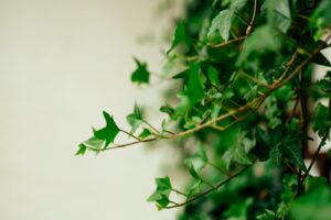the best plants for indoor gardening english ivy